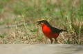 Yellow-Crowned Gonolek